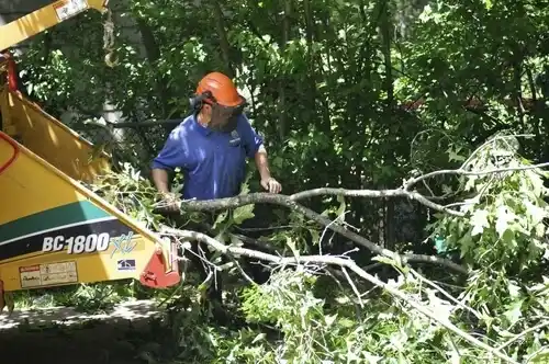 tree services Roseau